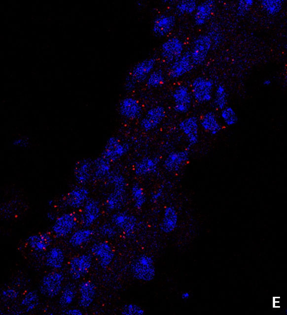 this increase in Arc levels can be demonstrated visually, shown here in red. Levels of Arc can be studied at the cellular level, using a technique called RNAScope. These levels, represented by red dots, are low when animals are sleeping (E)