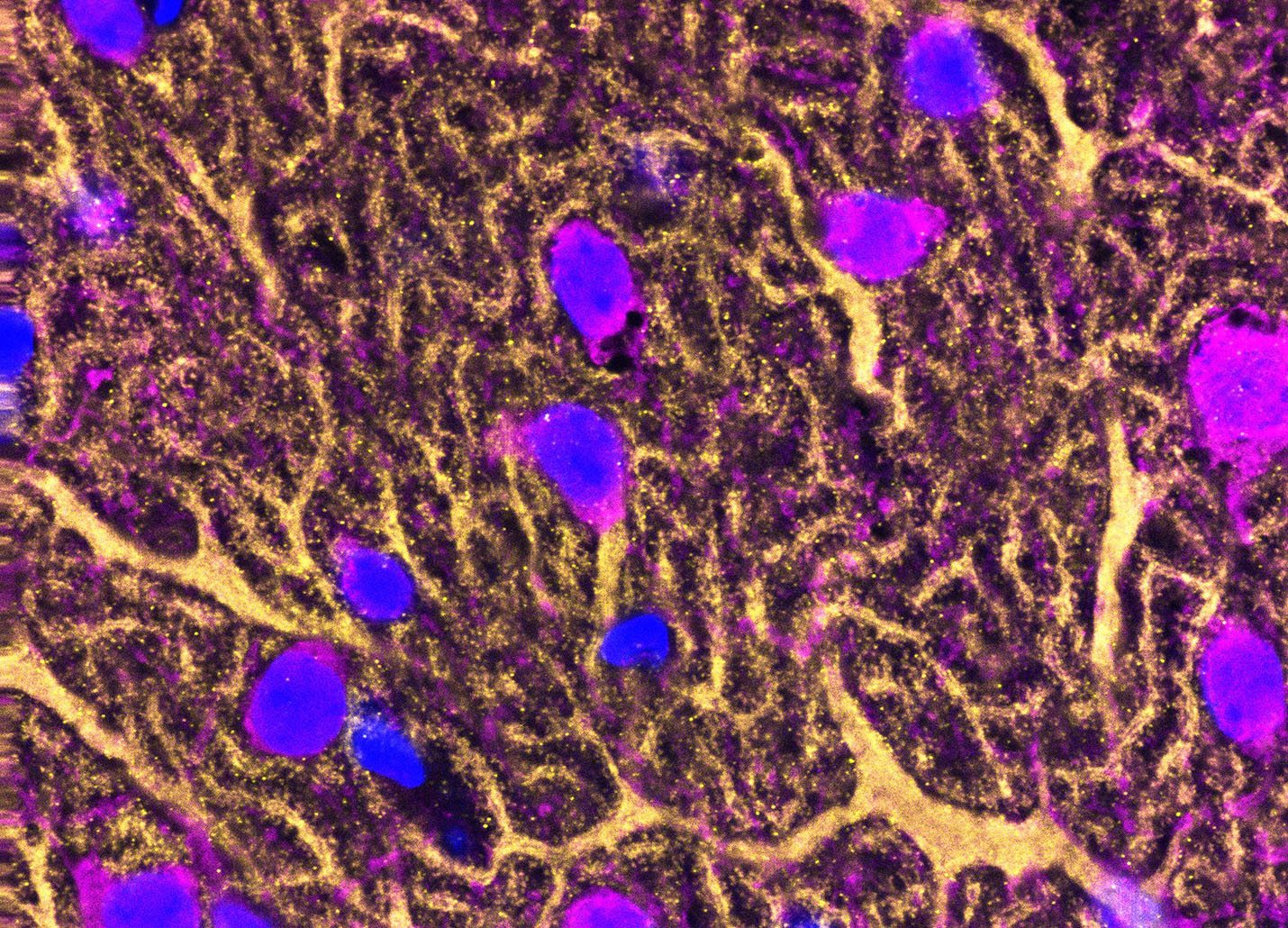 Cerebellum study in controlling motor behaviors