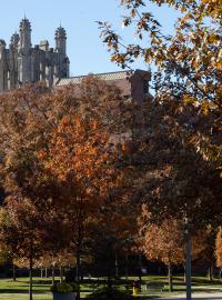 Fall foliage on the CCOM and UIHC campus on Saturday, Oct. 29, 2022.