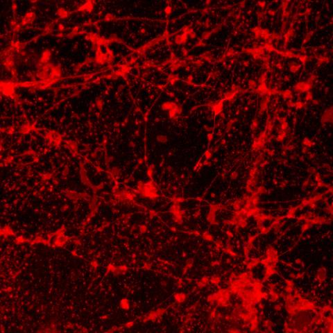 Bipolar stem cell genetic approaches placeholder image