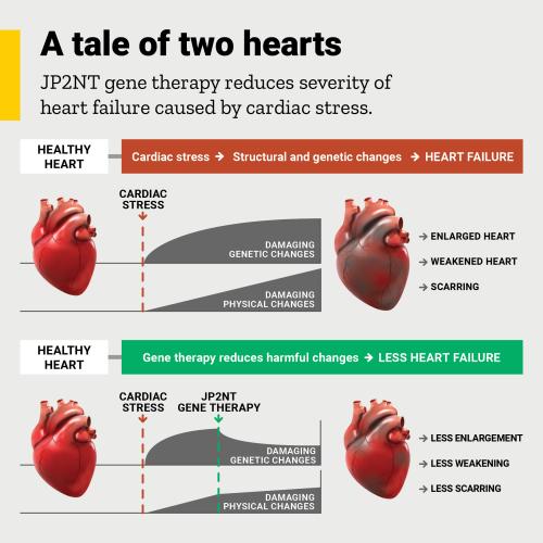 Heart failure diagram