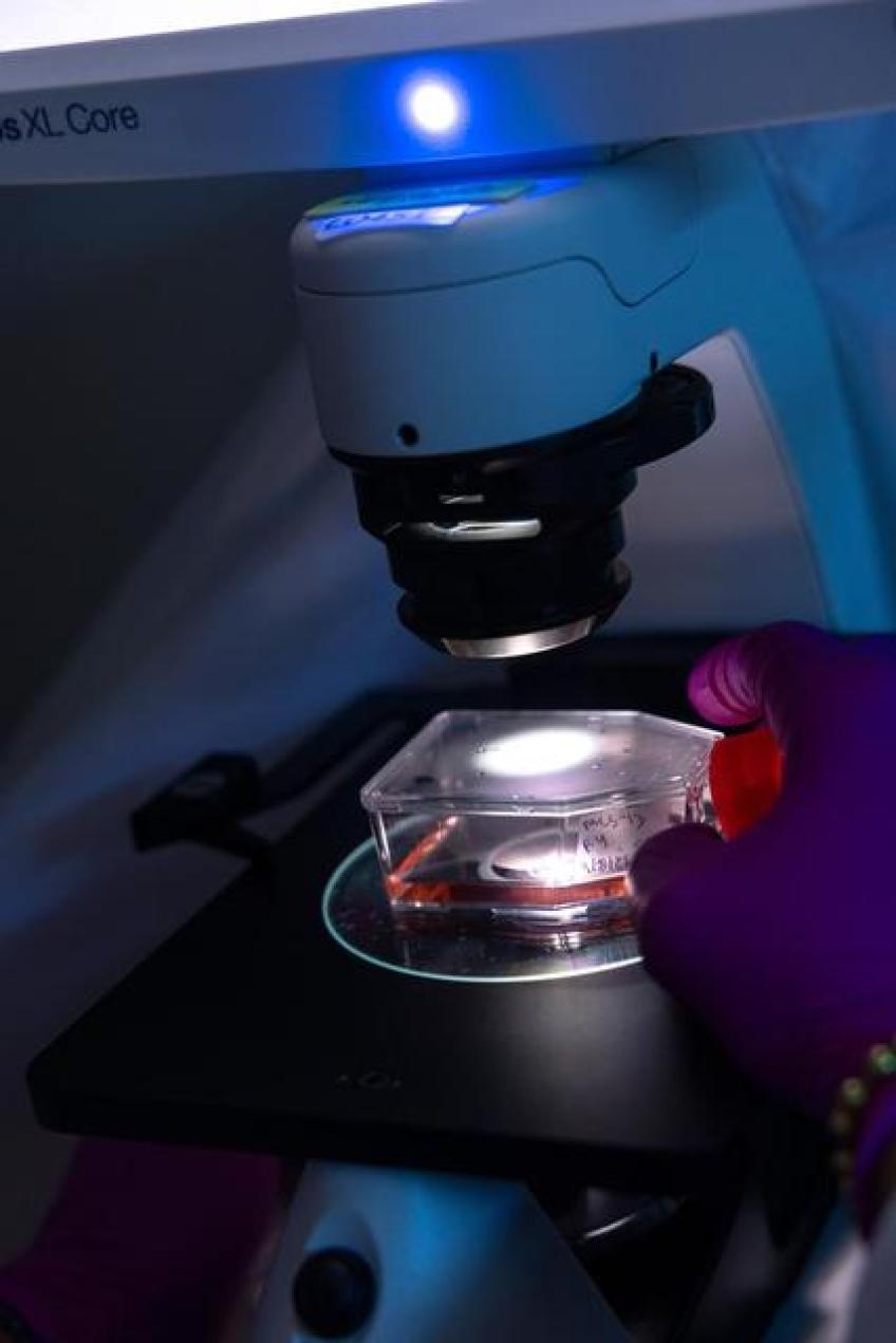 Cobey Heinen Donelson, PhD student in the Biomedical Science Graduate Program, views kidney cells in the Richard Smith lab on Wednesday, Sept. 9, 2026.