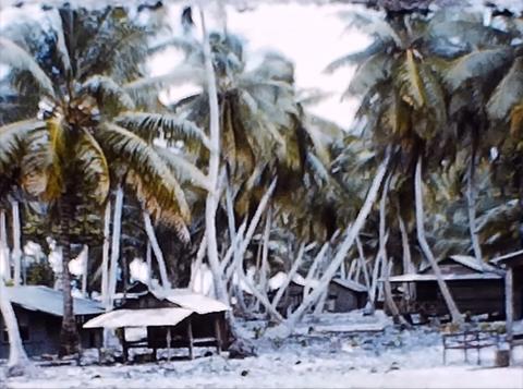 Kruse-8mm-PalmTrees.jpg