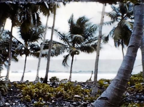 Kruse-8mm-PalmTrees2.jpg