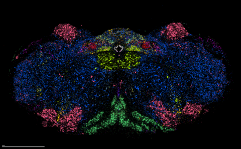 Brain image from Gerling lab