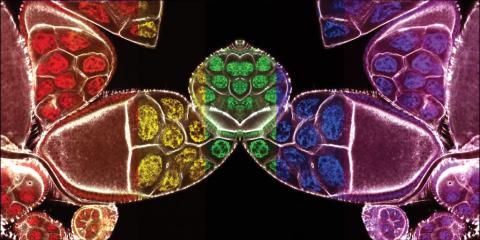 fruit fly ovarian follicles show in a confocal mirror image